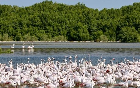 امارات با ۱۰۰ میلیون نهال، جنگل‌های حرّا را گسترش می‌دهد