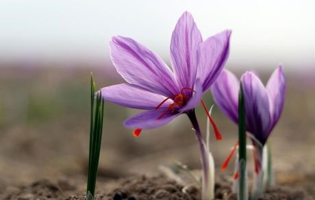 کاهش شدید برداشت زعفران در مزارع کشور