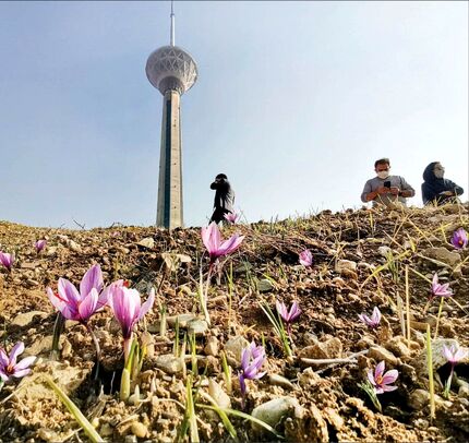 نخستین مزرعه شهری زعفران در برج میلاد