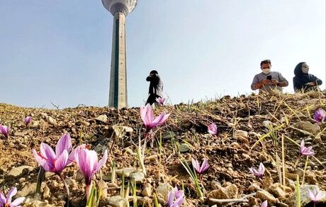 نخستین مزرعه شهری زعفران در برج میلاد