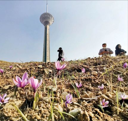 نخستین مزرعه شهری زعفران در برج میلاد