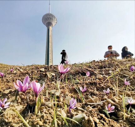 نخستین مزرعه شهری زعفران در برج میلاد