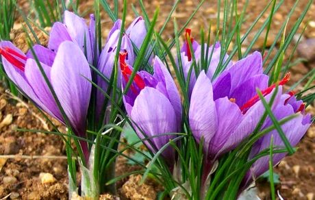 سند راهبردی گیاه زعفران در کشور اجرایی می شود