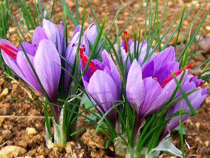 سند راهبردی گیاه زعفران در کشور اجرایی می شود