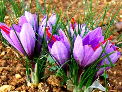 سند راهبردی گیاه زعفران در کشور اجرایی می شود