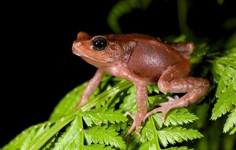 یک نوع قورباغه با چشم‌های عجیب در جنگل‌های دورافتاده پرو!