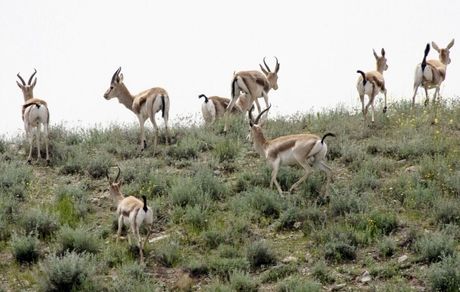 افزایش تعداد آهوهای مناطق حفاظت‌شده سرخ‌آباد و فیله‌خاصه استان زنجان