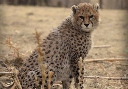 حال پیروز خوب نیست