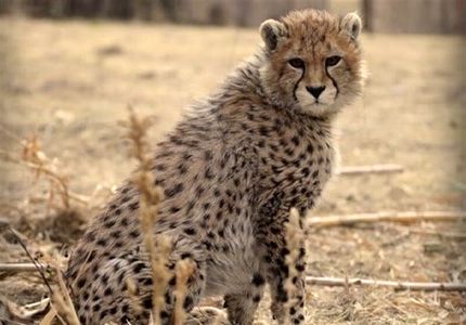 حال پیروز خوب نیست