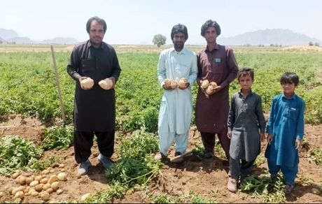 امسال، ۳ هزار تن سیب زمینی در خاش تولید و برداشت شد