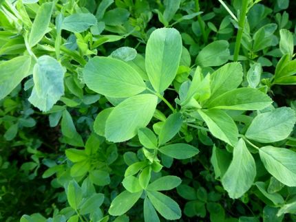 داروهای گیاهی خاص درمان کم خونی