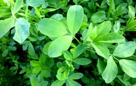 داروهای گیاهی خاص درمان کم خونی