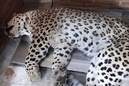 یک پلنگ دیگر تلف شد / این بار در کهگیلویه و بویراحمد