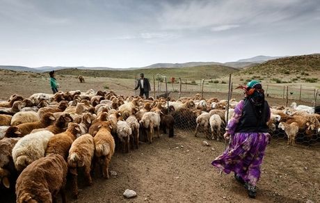 سیل تابستانه به عشایر ۱۱ استان کشور خسارت زد