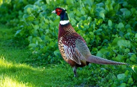 آغاز سرشماری پائیزه قرقاول خزری در زیستگاه‌های طبیعی صومعه سرا