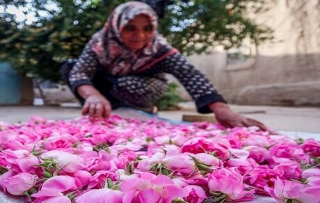 کاهش قابل توجه کشت گل محمدی در خراسان رضوی بدلیل خشک سالی