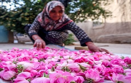کاهش قابل توجه کشت گل محمدی در خراسان رضوی بدلیل خشک سالی