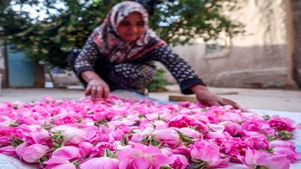 کاهش قابل توجه کشت گل محمدی در خراسان رضوی بدلیل خشک سالی