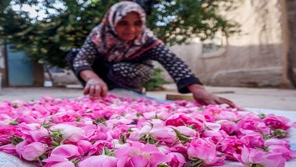 کاهش قابل توجه کشت گل محمدی در خراسان رضوی بدلیل خشک سالی