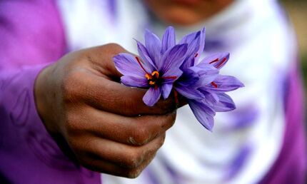 آغاز نمایشگاه و جشنواره روز ملی زعفران در شهرهای مختلف استان خراسان رضوی
