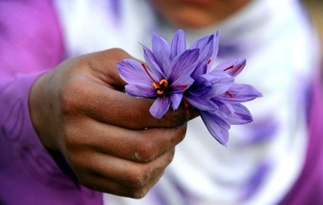 آغاز نمایشگاه و جشنواره روز ملی زعفران در شهرهای مختلف استان خراسان رضوی
