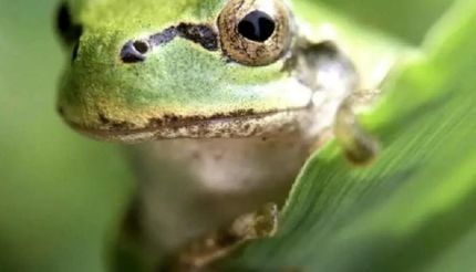 باکتری روده قورباغه، درمانگر سرطان!