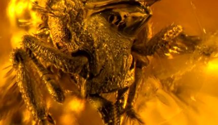 مورچهها در ۲۰ میلیون سال اخیر، دو برابر بزرگتر شدند