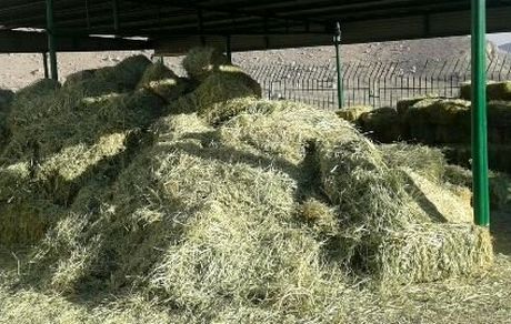 تولید علوفه ۴۰درصد کاهش یافت