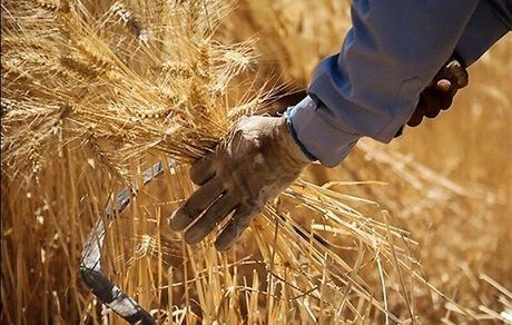 تاکنون ۱۲۵ هزار تن گندم در استان لرستان خریداری شده است