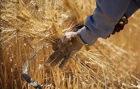 تاکنون ۱۲۵ هزار تن گندم در استان لرستان خریداری شده است