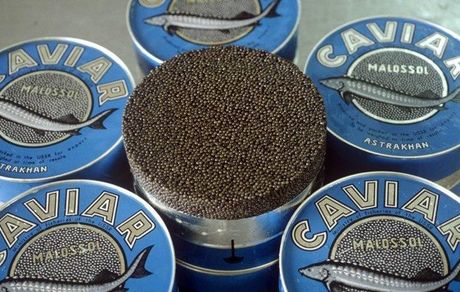 تولید بیش از ۱۲ تن خاویار در سال گذشته