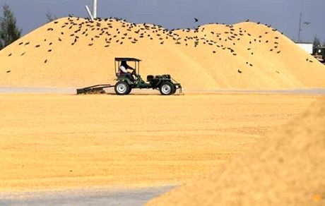 تایلند، هدف‌گذاری صادرات برنج را افزایش داد