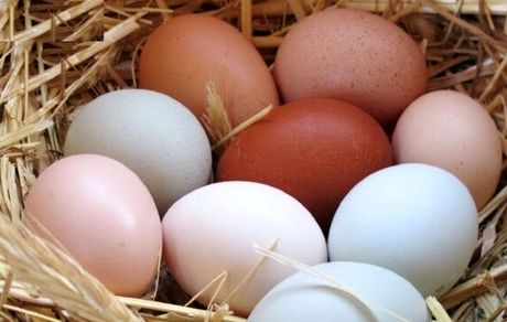 آیا قیمت تخم مرغ تثبیت می‌شود؟