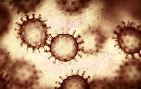 قندها کلید ورود ویروس‌ها به سلول هستند!