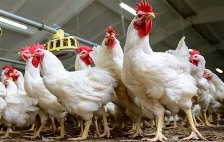 مرغداران: کمبود که هیچ حتی مازاد تولید مرغ داریم