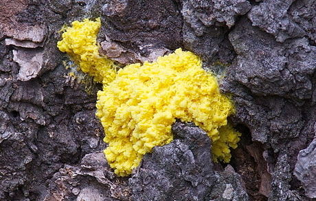 ناسا نوعی کپک به فضا می‌فرستد!