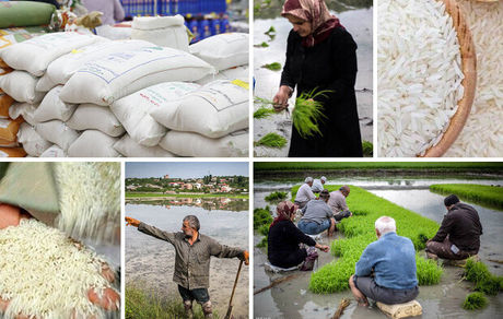 کناره‌گیری دولت از تنظیم بازار برنج/ ممنوعیت واردات لغو می‌شود