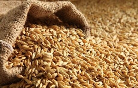 ثبت سفارش جدید جو از فردا شنبه ۴ مرداد آغاز می‌شود