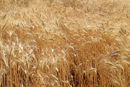 دولت ۸.۲ میلیون تن گندم به ارزش ۲۰ هزار میلیارد تومان از کشاورزان ایرانی خرید