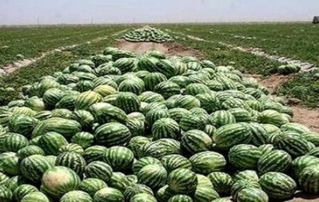 برداشت هندوانه شب یلدا در جاسک آغاز شد