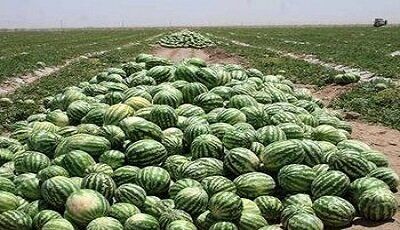 برداشت هندوانه شب یلدا در جاسک آغاز شد