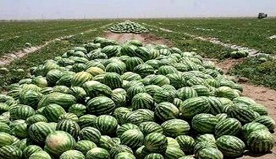 برداشت هندوانه شب یلدا در جاسک آغاز شد
