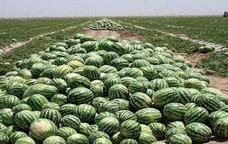 برداشت هندوانه شب یلدا در جاسک آغاز شد