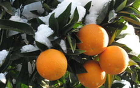 سرما تاکنون مشکل جدی برای باغات ایجاد نکرده است