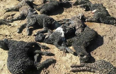 تلف شدن ۵۷ رأس گوسفند در برخورد با قطار