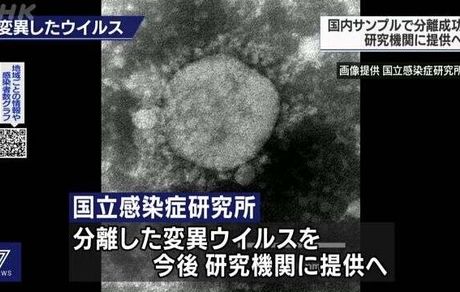 متخصصان ژاپنی نسخه جدید ویروس کرونا را جداسازی کردند