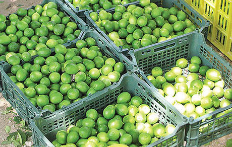 تأمین منابع مالی برای رفع مشکل قیمت پایین لیموترش در کوتاه مدت