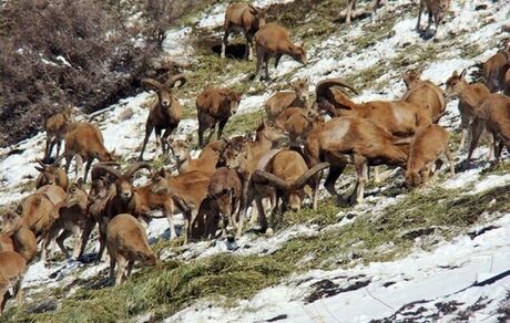 لزوم جرم‌انگاری تخریب منابع ژنتیکی حیات وحش