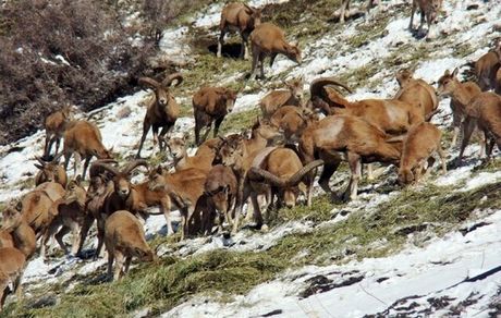 لزوم جرم‌انگاری تخریب منابع ژنتیکی حیات وحش