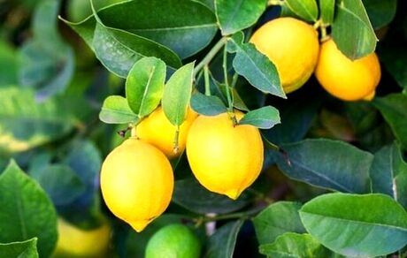 اولین جشنواره لیمو در قصرشیرین برگزار می‌شود